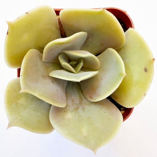 Xanthe Rose Echeveria (Echeveria 'Xanthe Rose') live succulent plant