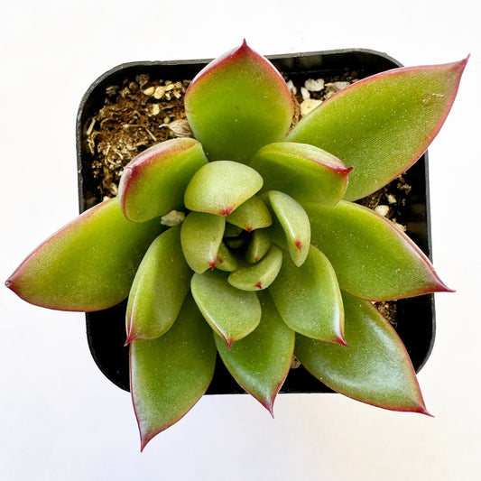 Frank Reinelt Echeveria (Echeveria Agavoides 'Frank Reinelt') live succulent plant