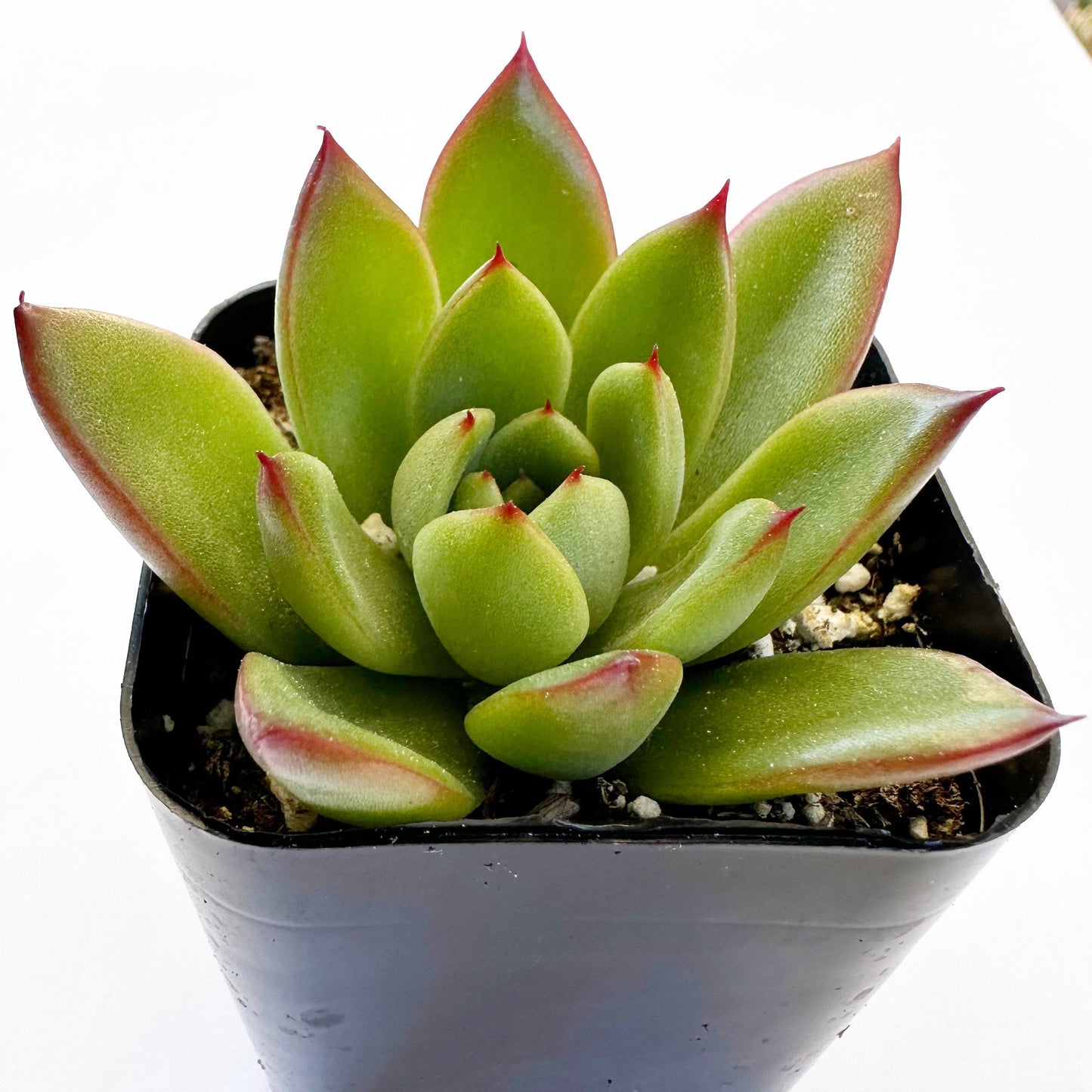 Echeveria Agavoide - Frank Reinelt-SEAH