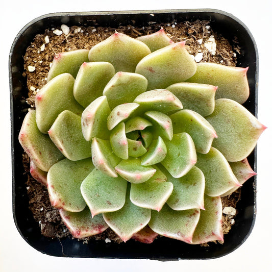 Olivia Graptoveria (Graptoveria 'Olivia') live succulent plant