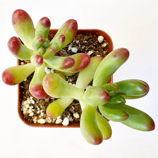 Sedum Pachyphyllum - Salsa-SEAH