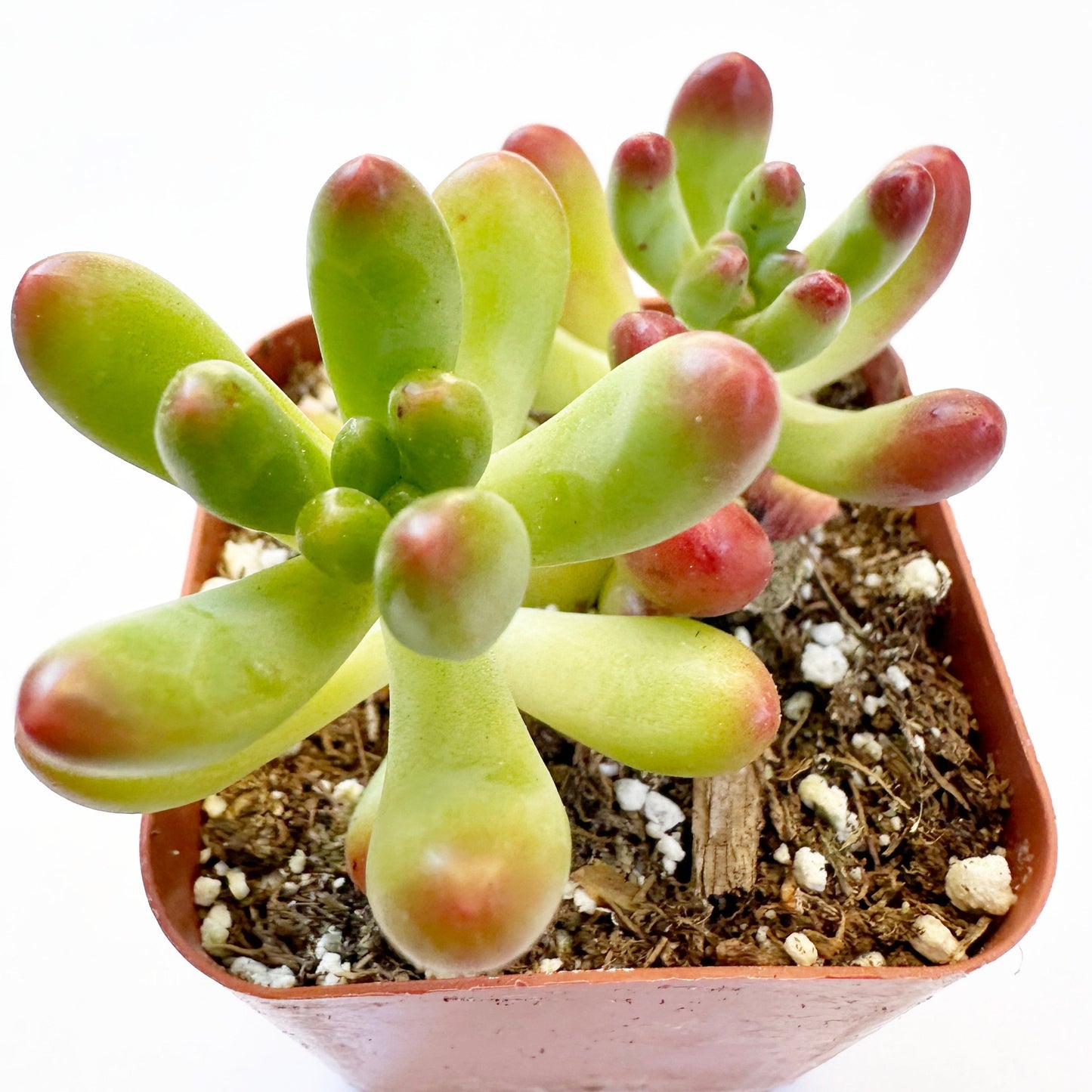 Sedum Pachyphyllum - Salsa-SEAH