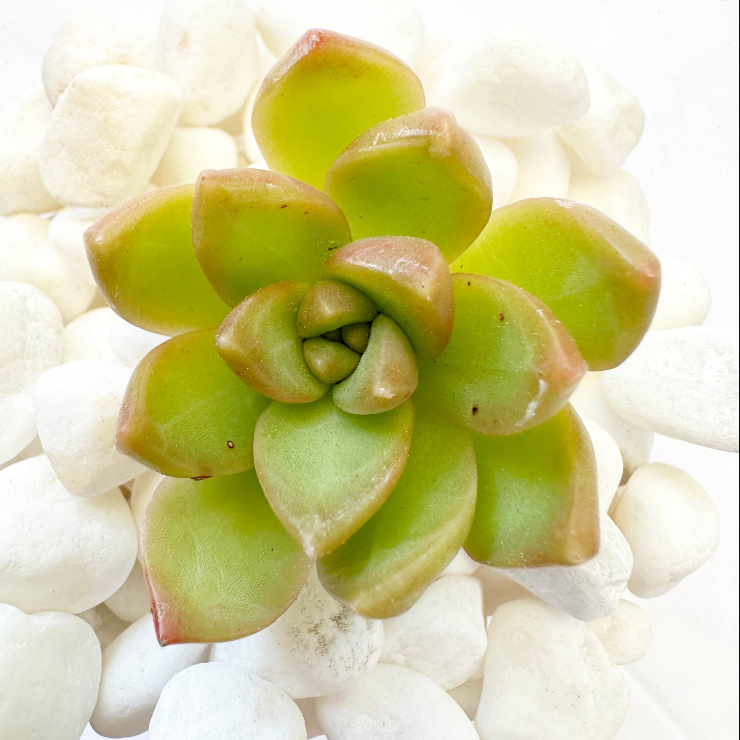 Snow White Pebbles-SEAH