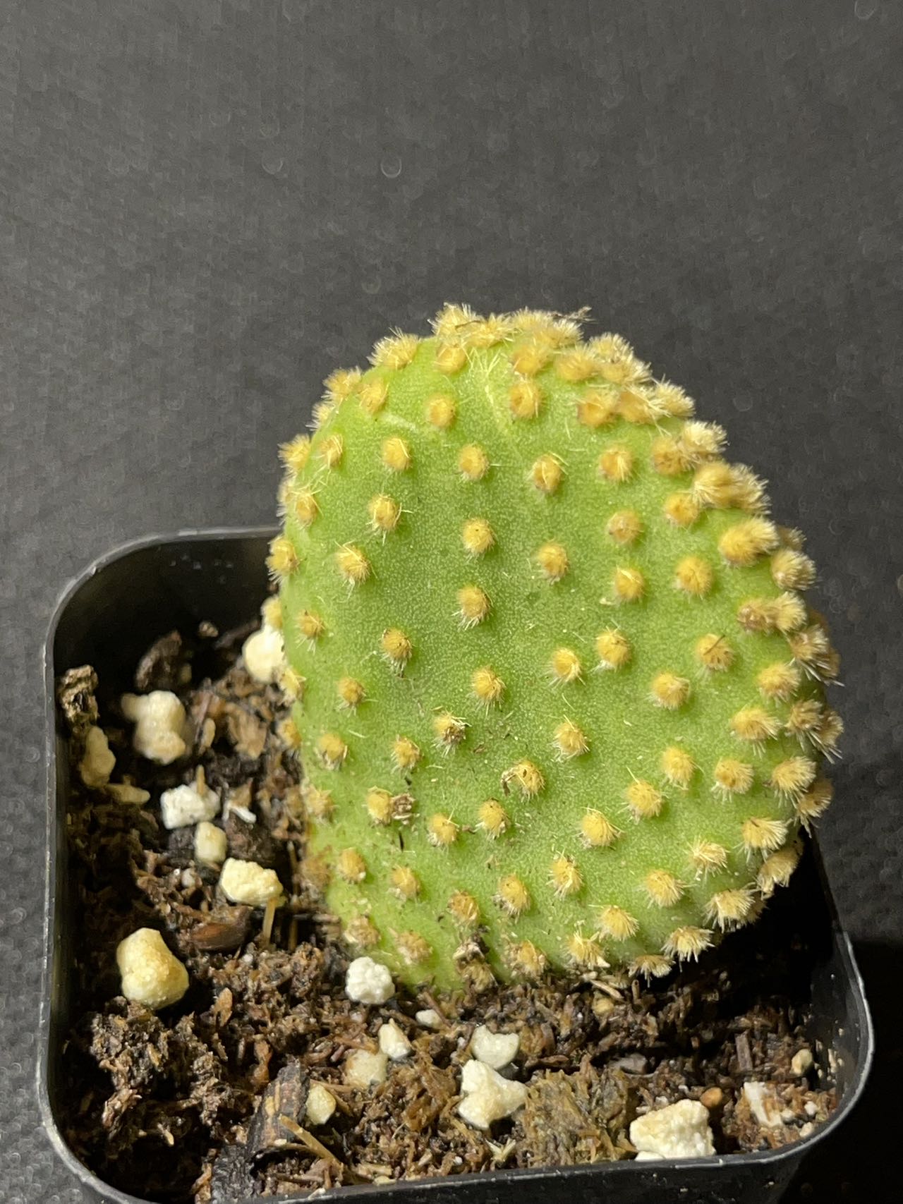 Opuntia microdasys Monstrose - Crazy Bunny Ears-SEAH