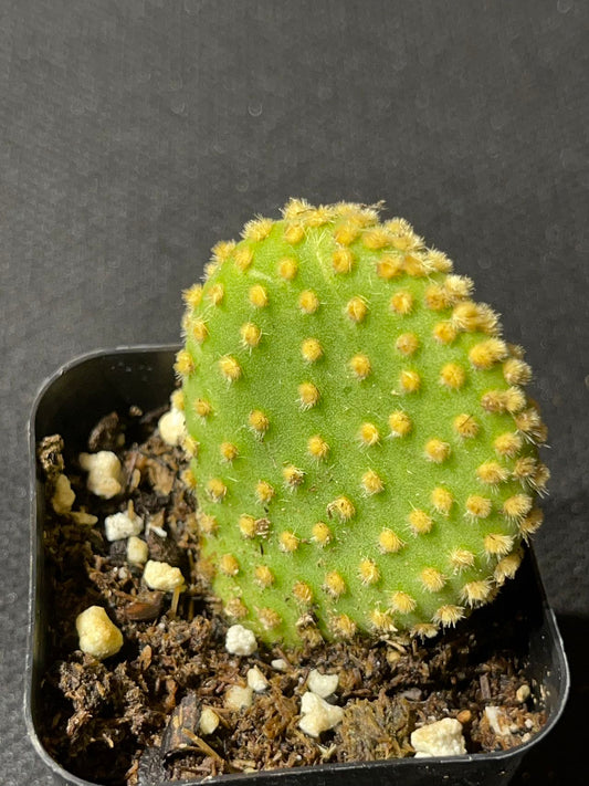 Opuntia microdasys Monstrose - Crazy Bunny Ears-SEAH