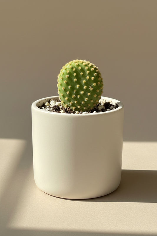 Crazy Bunny Ears Cactus (Opuntia microdasys 'Monstrose') live cactus plant