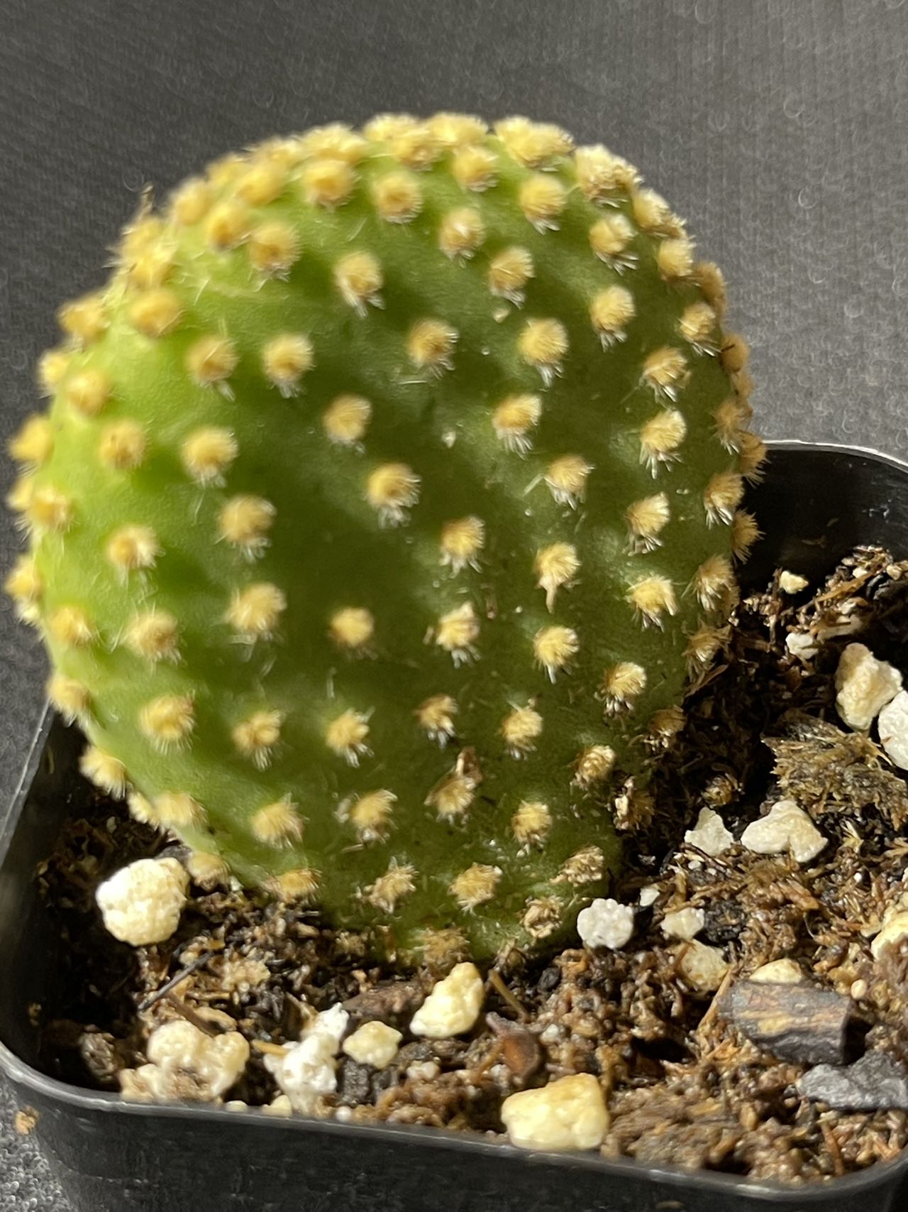Opuntia microdasys Monstrose - Crazy Bunny Ears-SEAH
