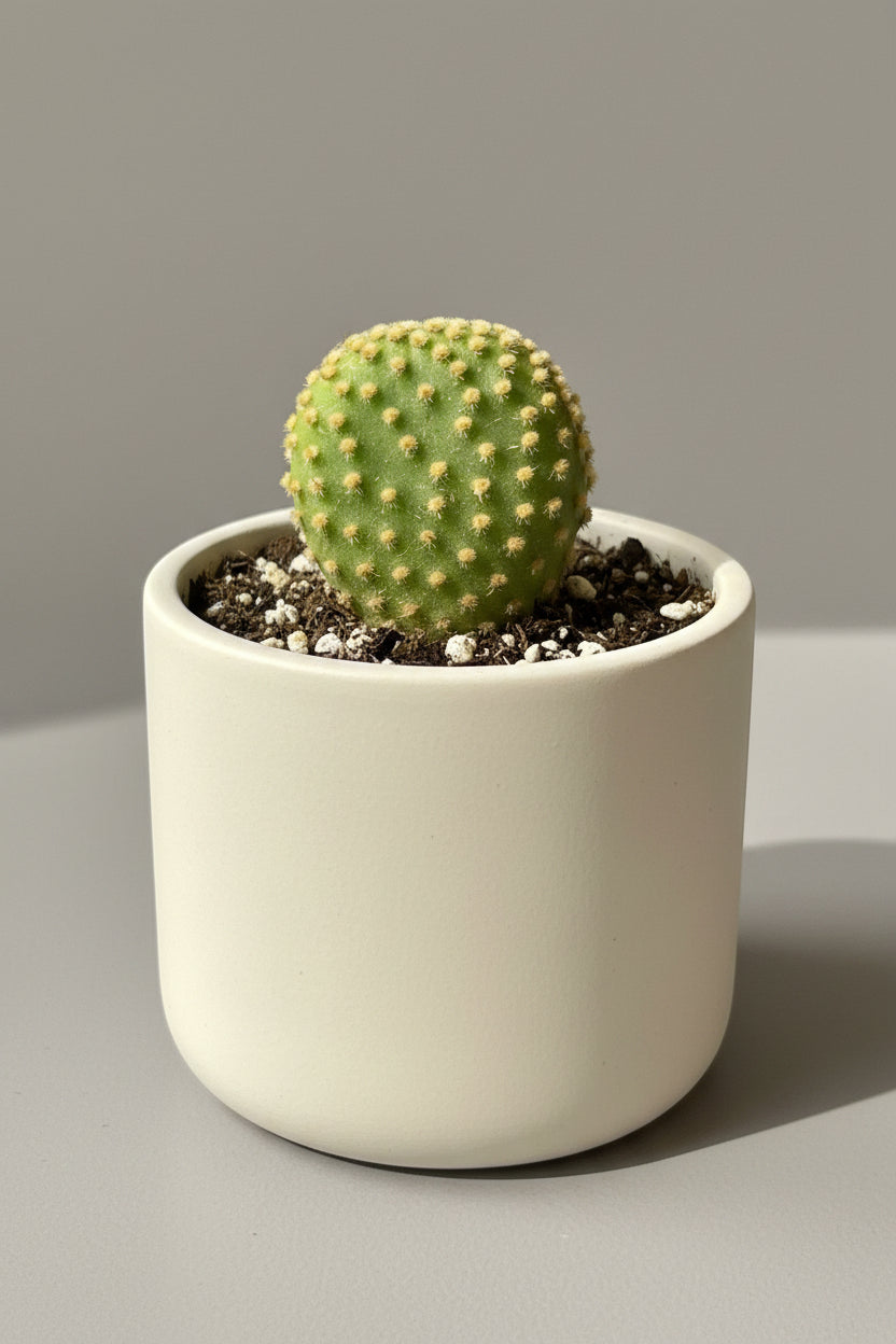 Crazy Bunny Ears Cactus (Opuntia microdasys 'Monstrose') live cactus plant