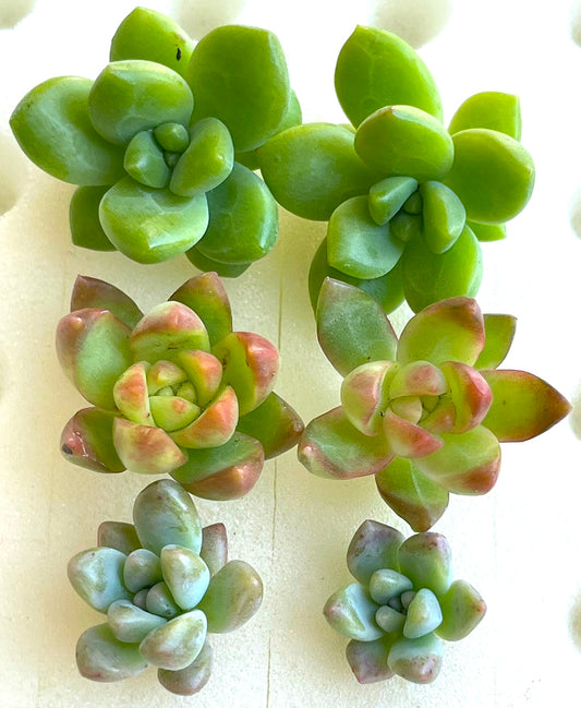 6 Mini Succulent Cuttings-SEAH