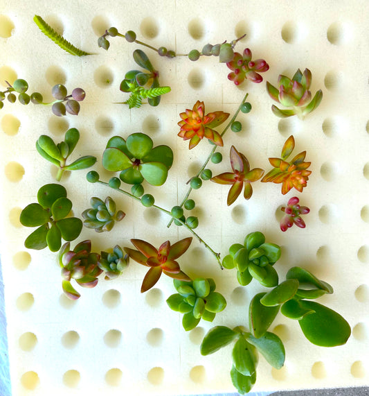 24 Mini Succulent Cuttings-SEAH