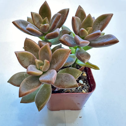 Succulents-Sets-12-SEAH