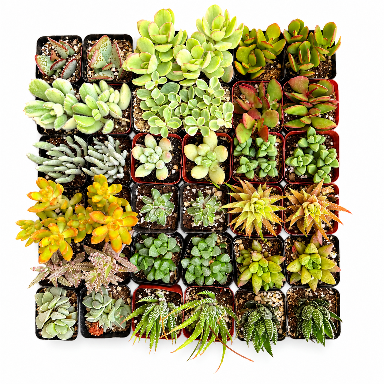 36 Pack Assorted Mini Succulents