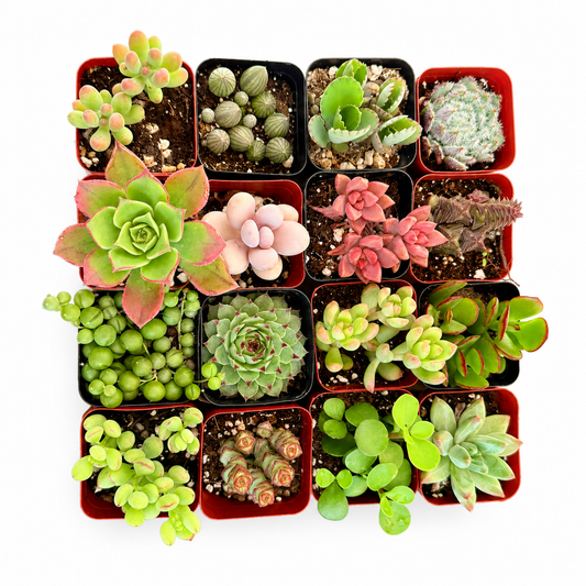 Premium Assorted Succulent 16 Pack