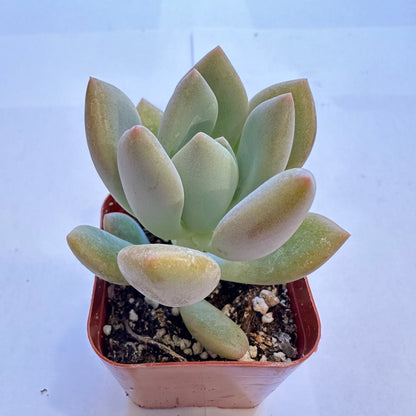 Succulents-Sets-12-SEAH