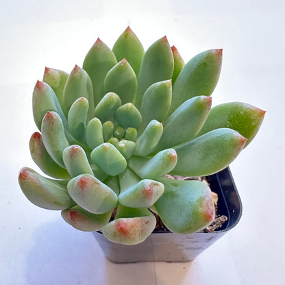 Succulents-Sets-12-SEAH