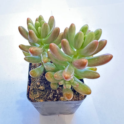 Succulents-Sets-12-SEAH
