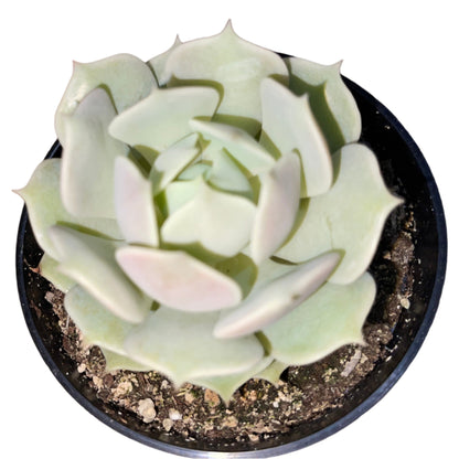 Echeveria - Lola-SEAH