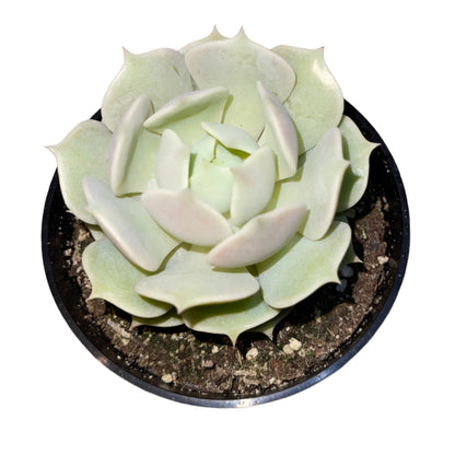 Echeveria - Lola-SEAH