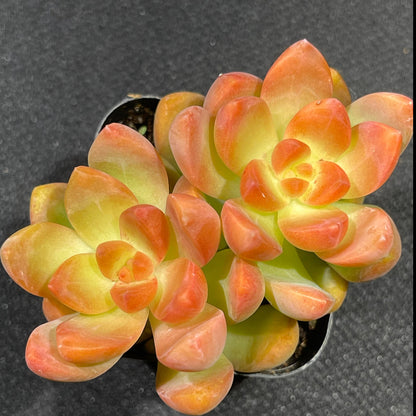 Sedum adolphi - Golden Glow-SEAH