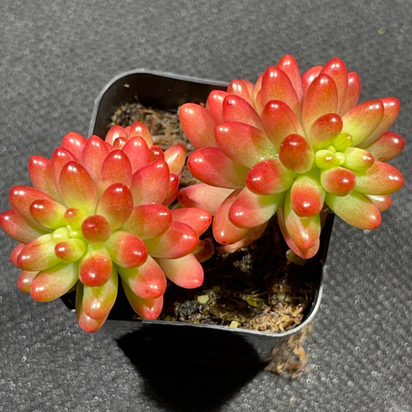 Sedum rubrotinctum - Gominola rosada