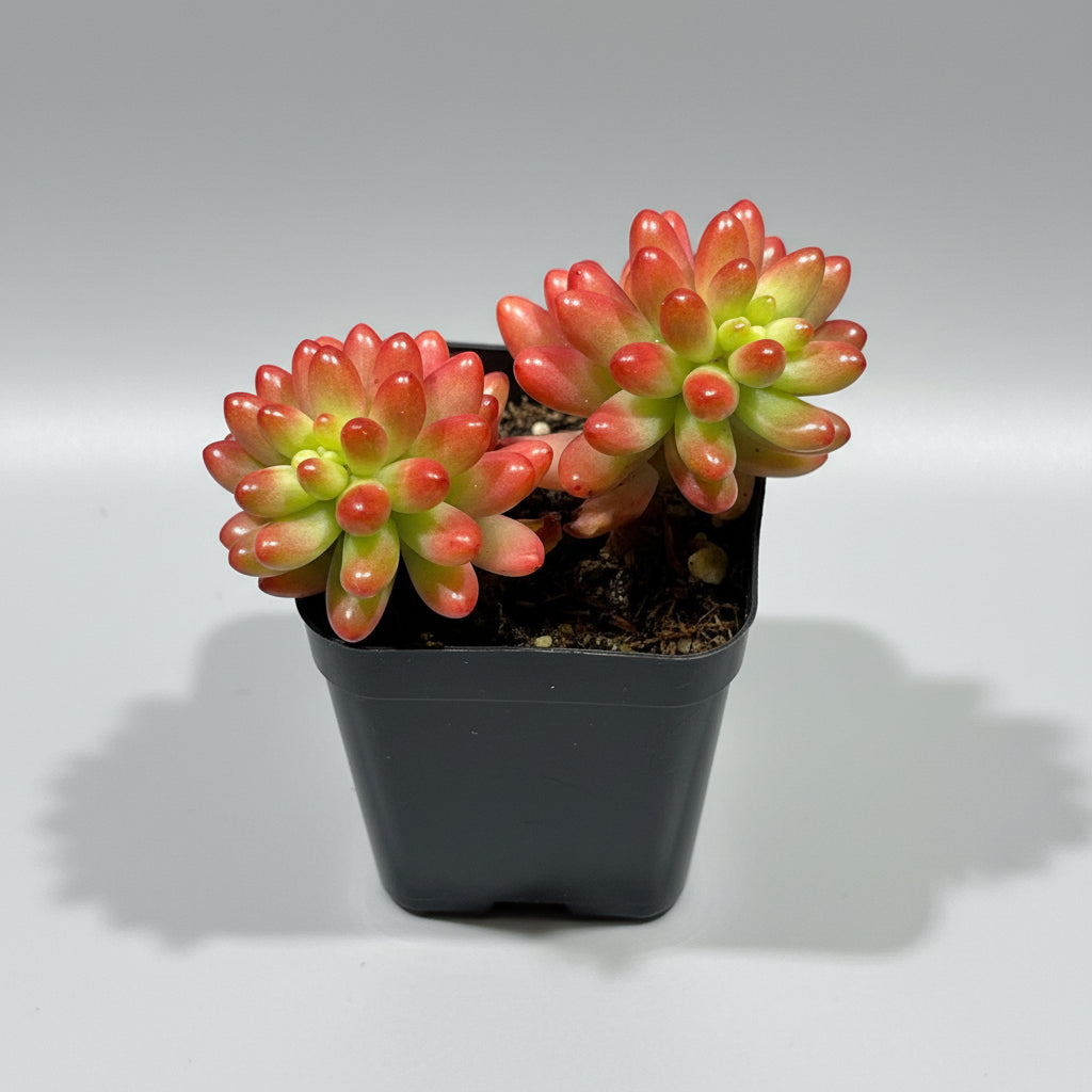 Sedum rubrotinctum