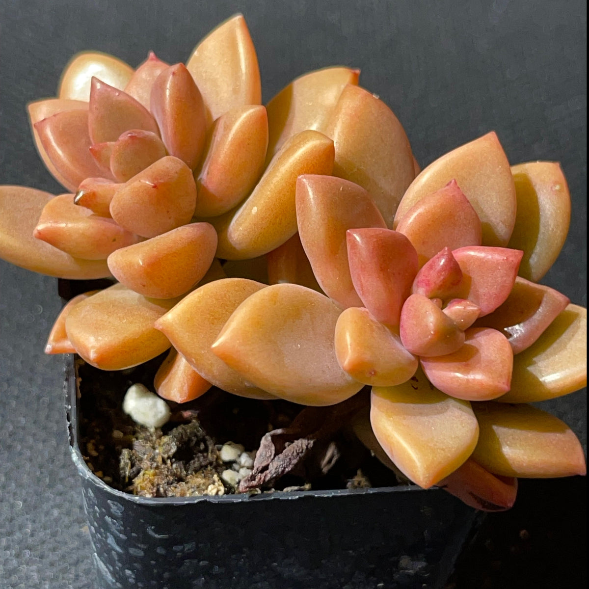 Alpenglow Graptosedum (Graptosedum 'Alpenglow') live succulent plant