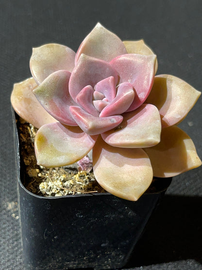 Graptopetalum superbum-SEAH