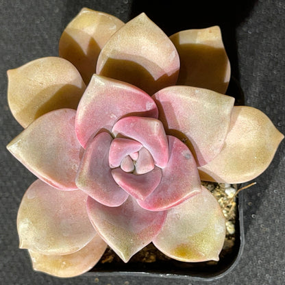 Graptopetalum superbum-SEAH