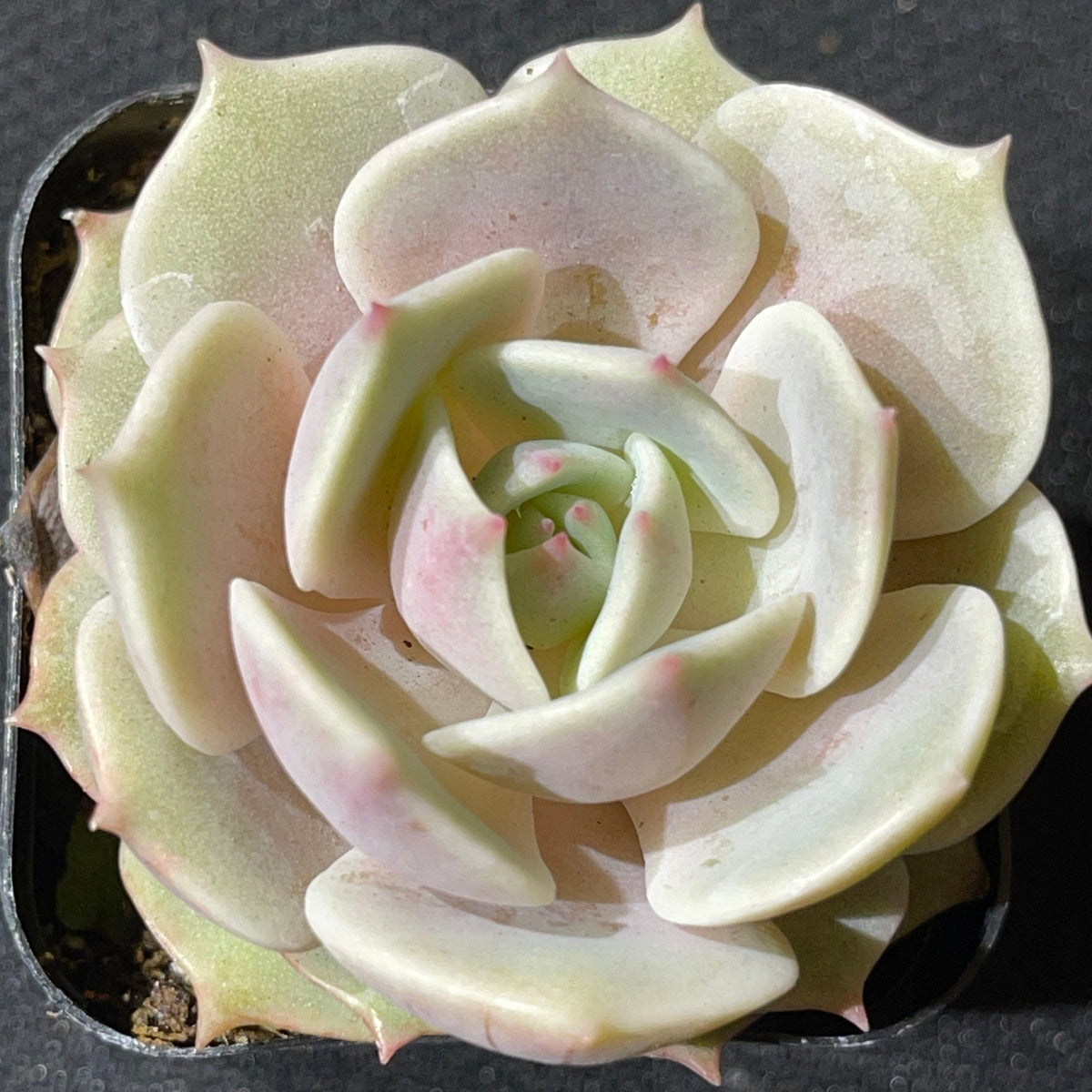 Lola Echeveria (Echeveria 'Lola') live succulent plant