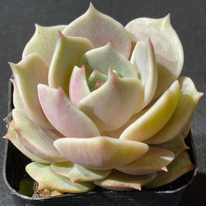 Echeveria - Lola-SEAH