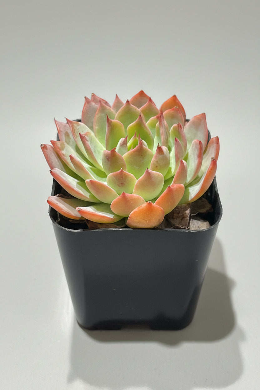 Assortment Of 50+ Succulent Leaves & Cuttings - Echeveria, Sedum & More, Colorful Variety (Free Shipping)