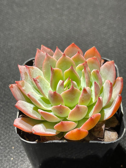 Echeveria - Red Dragon-SEAH
