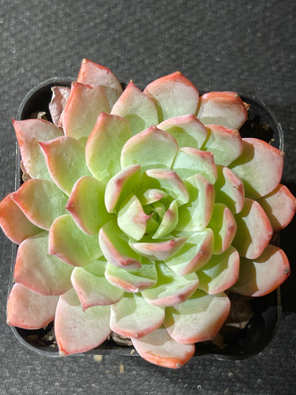 Echeveria - Red Dragon-SEAH
