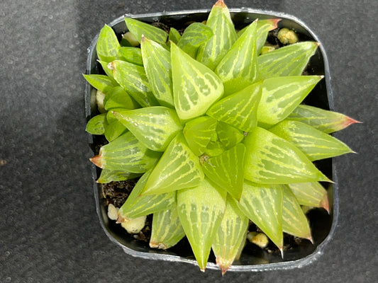 Haworthia retusa f. geraldii - Cactus estrella