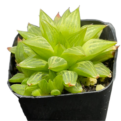 Haworthia retusa f. geraldii - Star Cactus-SEAH