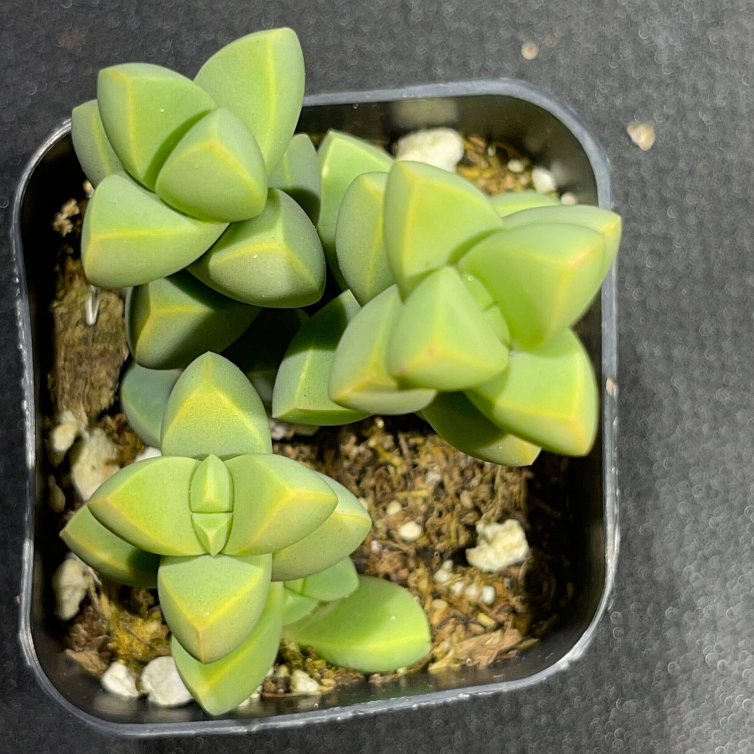 lehmannii succulent Ice Plant | Corpuscularia lehmannii