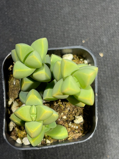 Corpuscularia lehmannii - Ice Plant-SEAH