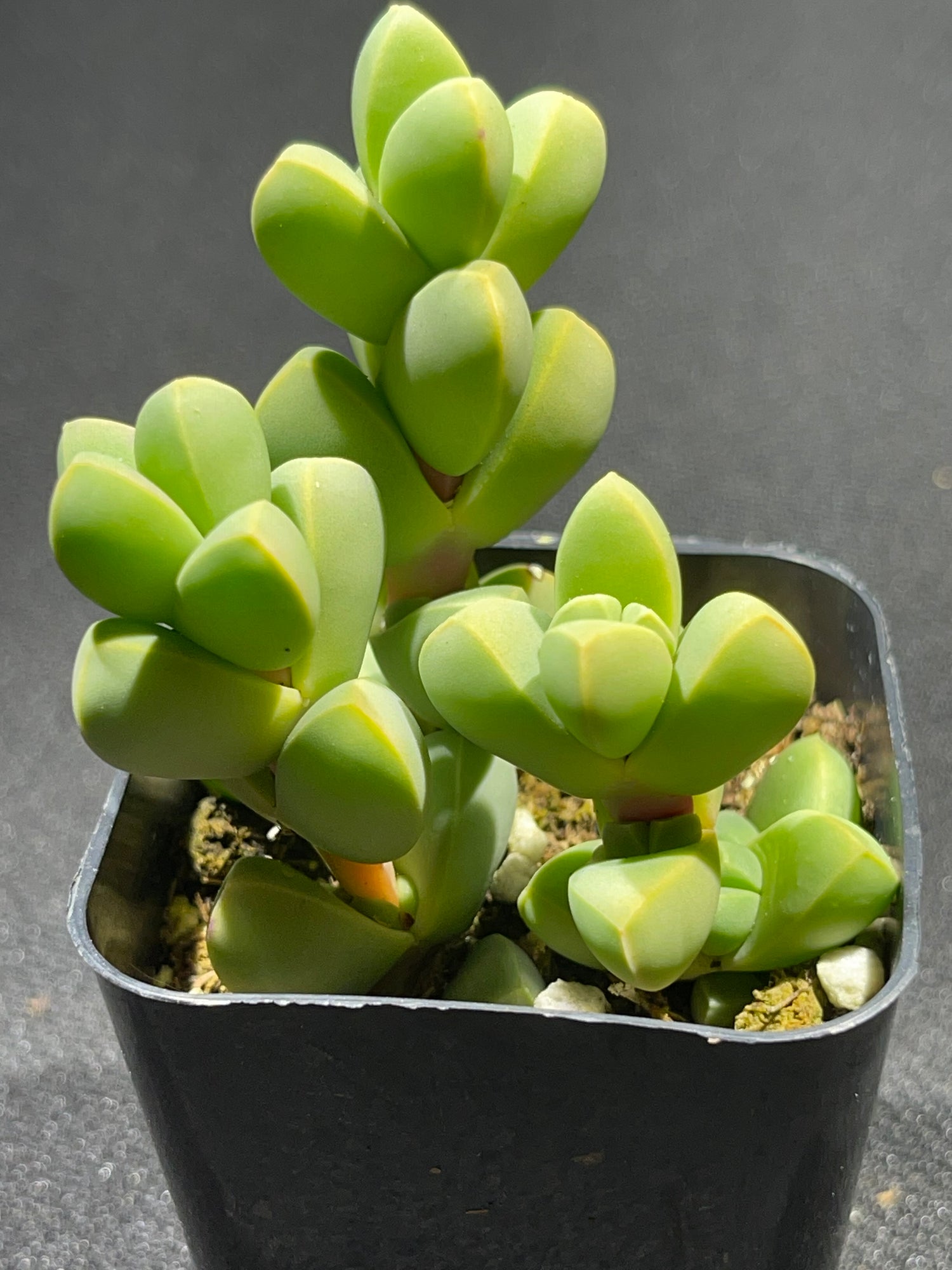 ice plant succulent Ice Plant | Corpuscularia lehmannii