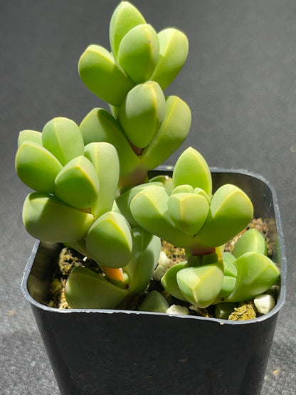 Corpuscularia lehmannii - Ice Plant-SEAH