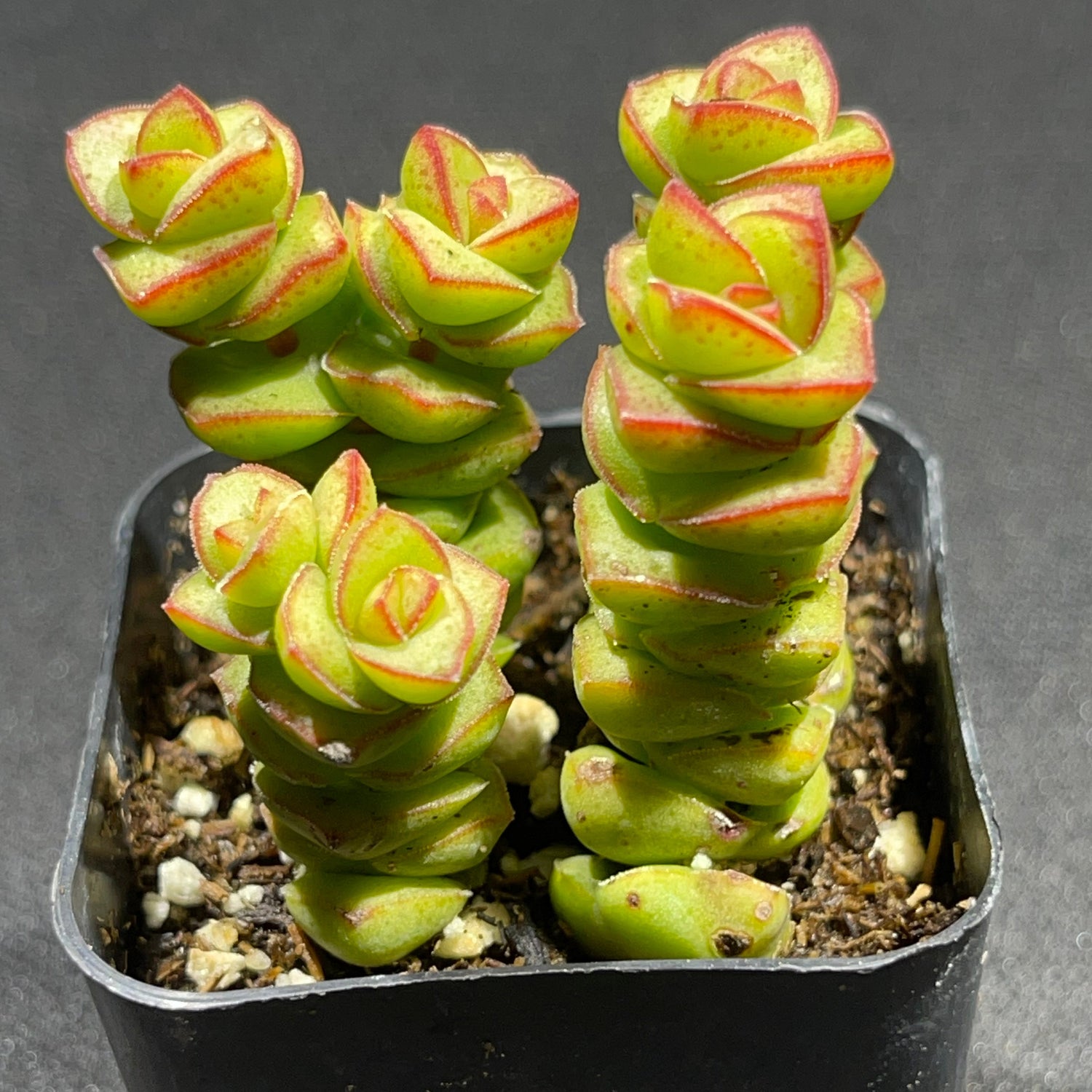 Jade Necklace Crassula (Crassula 'Jade Necklace') live succulent plant