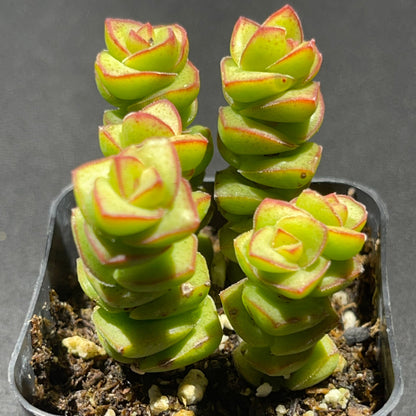 Crassula - Jade Necklace-SEAH