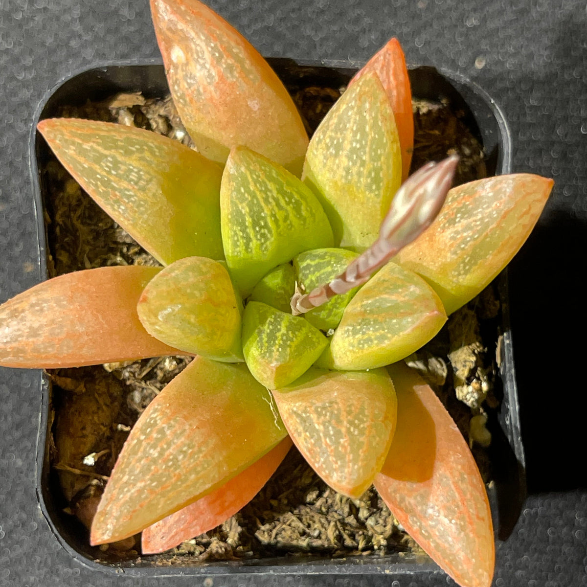 Haworthia turgida var. suberecta live succulent plant