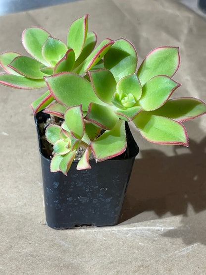 Aeonium Kiwi-SEAH