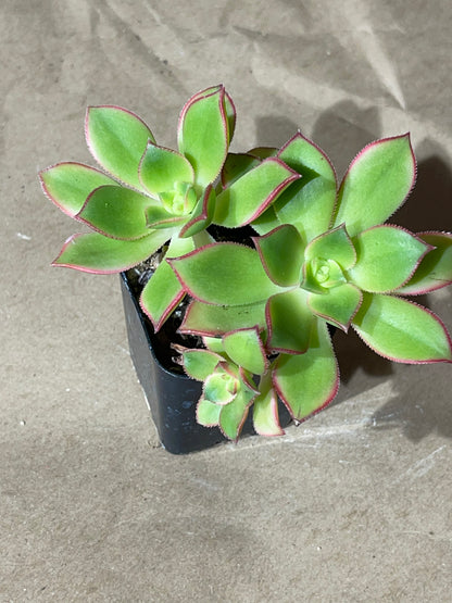 Aeonium Kiwi-SEAH