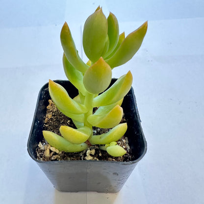 Succulents-Sets-12-SEAH