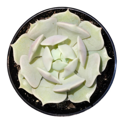 Echeveria - Lola-SEAH