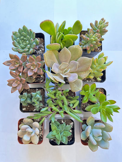 Succulents-Sets-12-SEAH