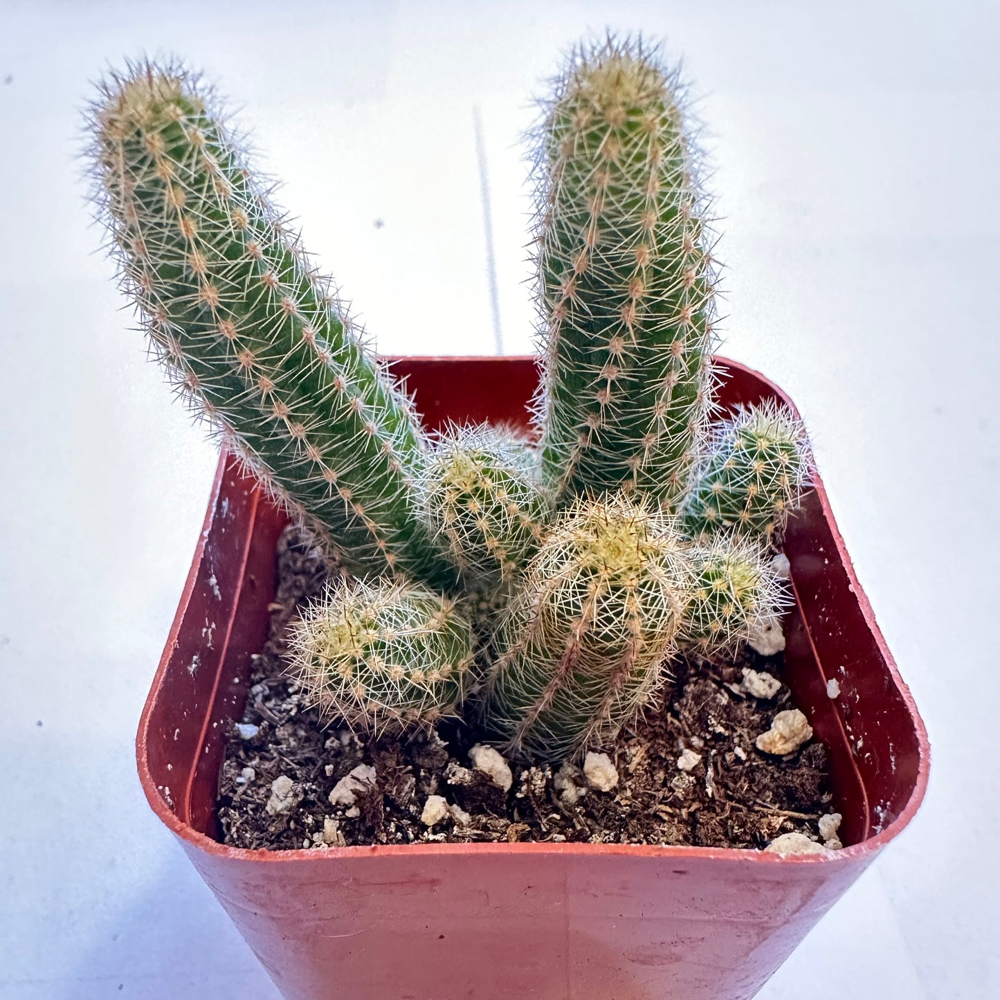 6-set cactus