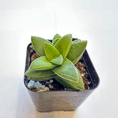 Succulents-Sets-12-SEAH