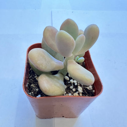 Succulents-Sets-12-SEAH